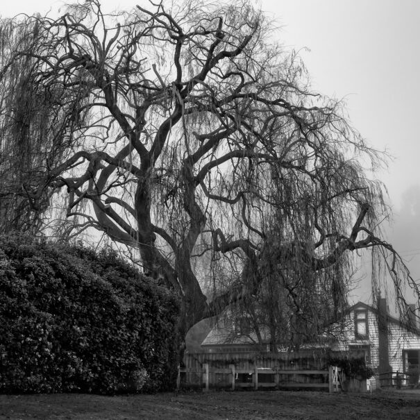 The neighbours weeping willow